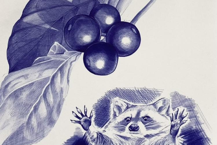 A drawing with a blue ballpoint pen of a raccoon reaching for blueberries.