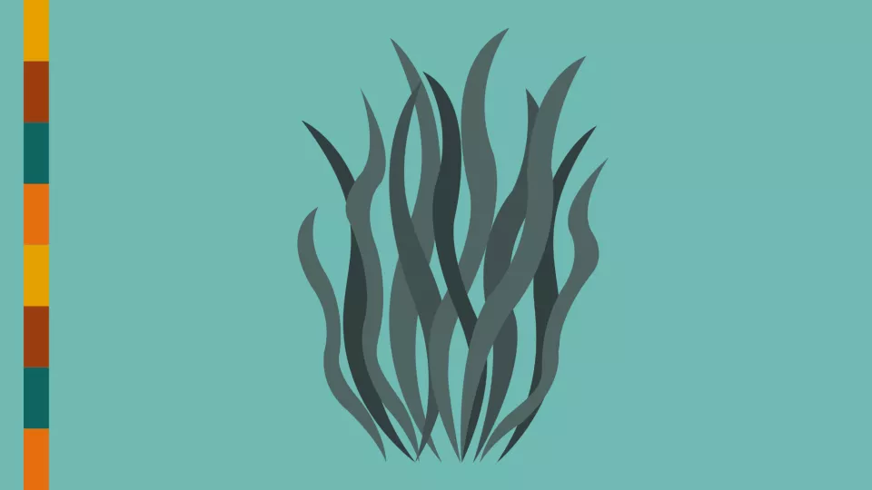 Cartoon rendering of seaweed