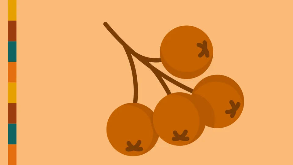 Cartoon representation of chokecherries.