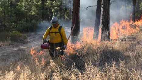 A firefighter in a yellow jacket and protective equipment walks through a field of flames, overseeing prescribed burn.