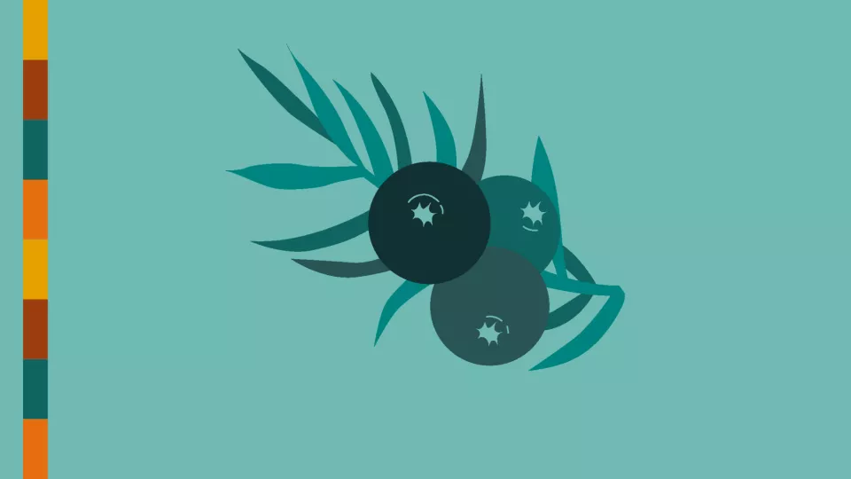 A stylized illustration of three dark berries with leafy branches against a teal background. On the left side, a vertical color strip features stacked rectangles in shades of yellow, orange, brown, and teal. The minimalist design and earthy color palette evoke natural themes and Indigenous art motifs.
